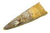 Fossil Spinosaurus Tooth - Real Dinosaur Tooth #351556-1